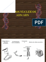 Acidos Nucleicos