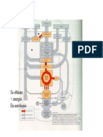 Glucolisis y Ciclo de Krebs