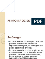 Anatomía de Estómago