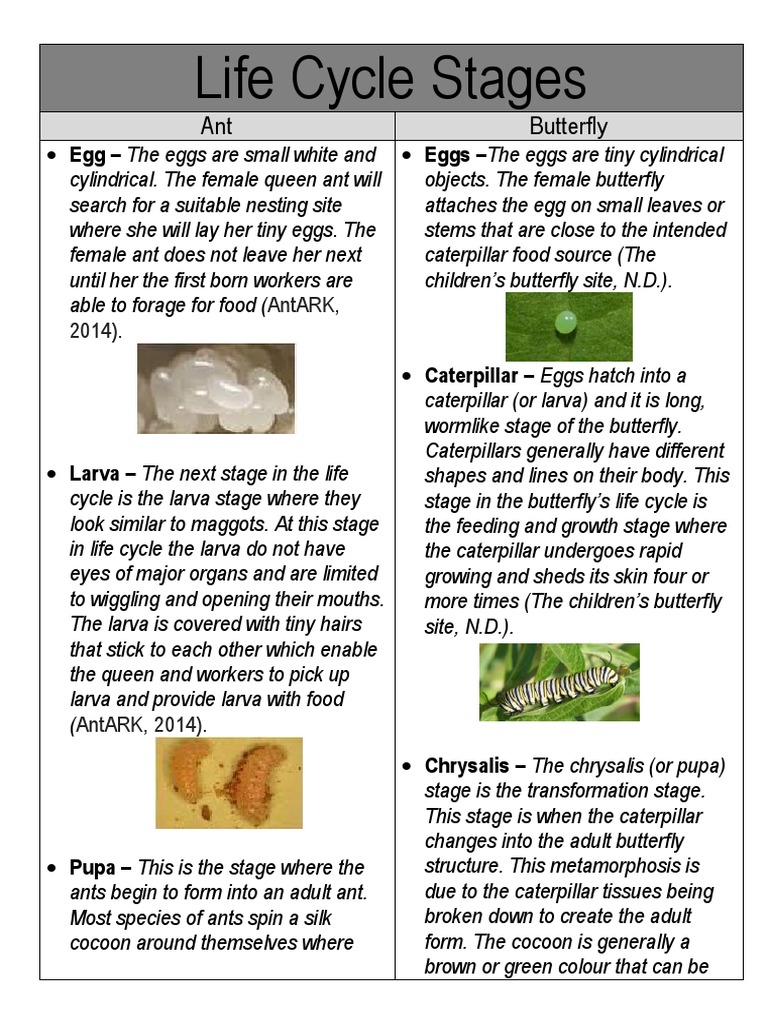 Life Cycle Stages And Explanation Of Ant And Butterfly Pupa Butterfly