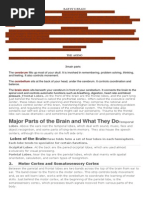 Major Parts of The Brain and What They Do