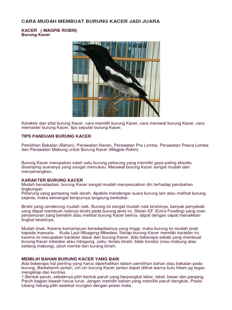 Cara Mudah Membuat Burung Kacer Jadi Juara