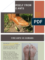 Free Yourself From Fire Ants