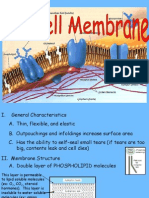 Cell Membrane 4