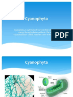 Cyanobacteria and Algae Types