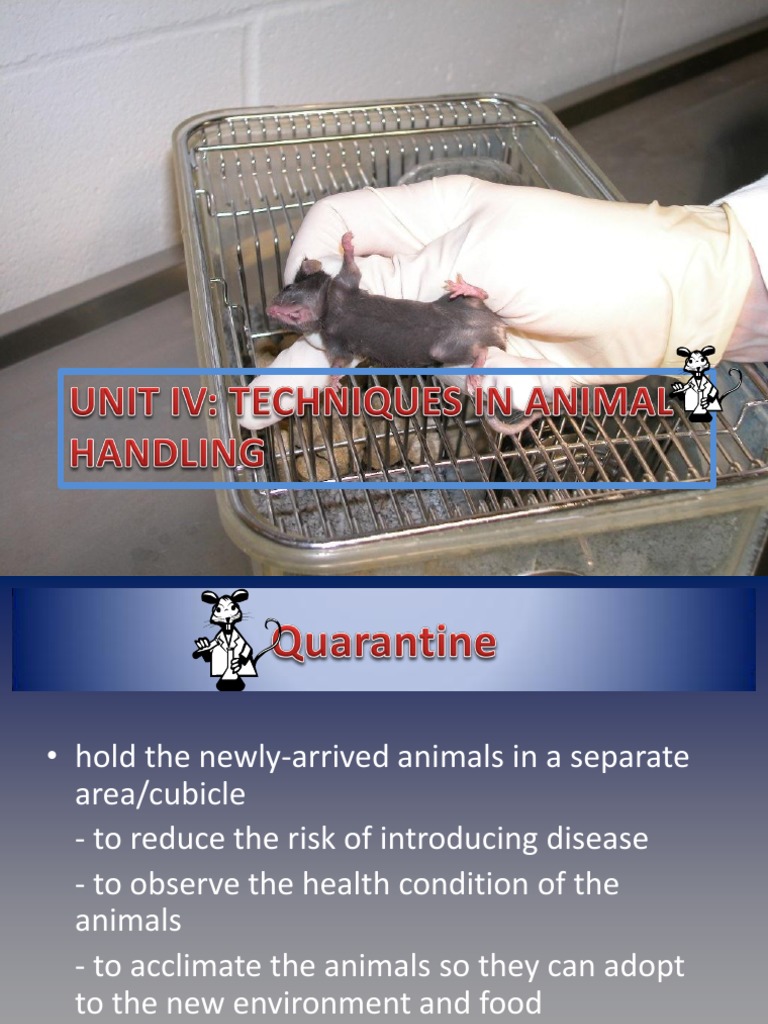 Animal Handling PDF