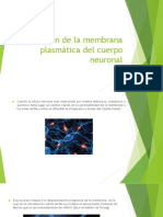Excitación de La Membrana Plasmática Del Cuerpo Neuronal