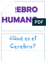 Cerebro Humano