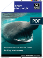 Basking Sharks Report UK