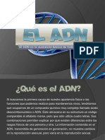 El ADN