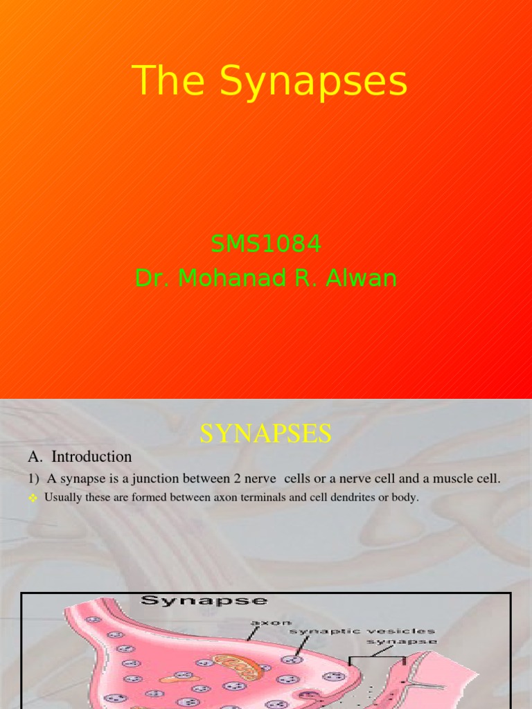Anatomy and Function of Synapses | PDF | Chemical Synapse ...