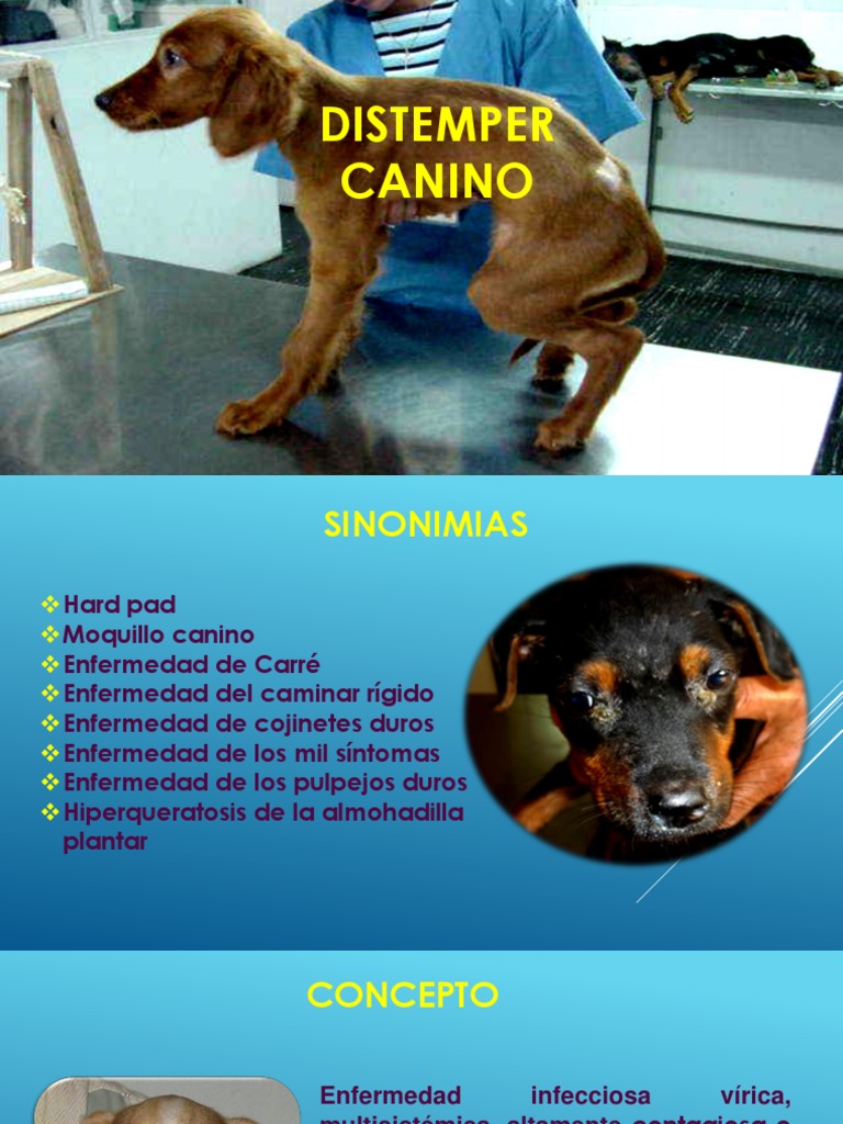 Síntomas y tratamiento del distemper canino | PDF | Naturaleza