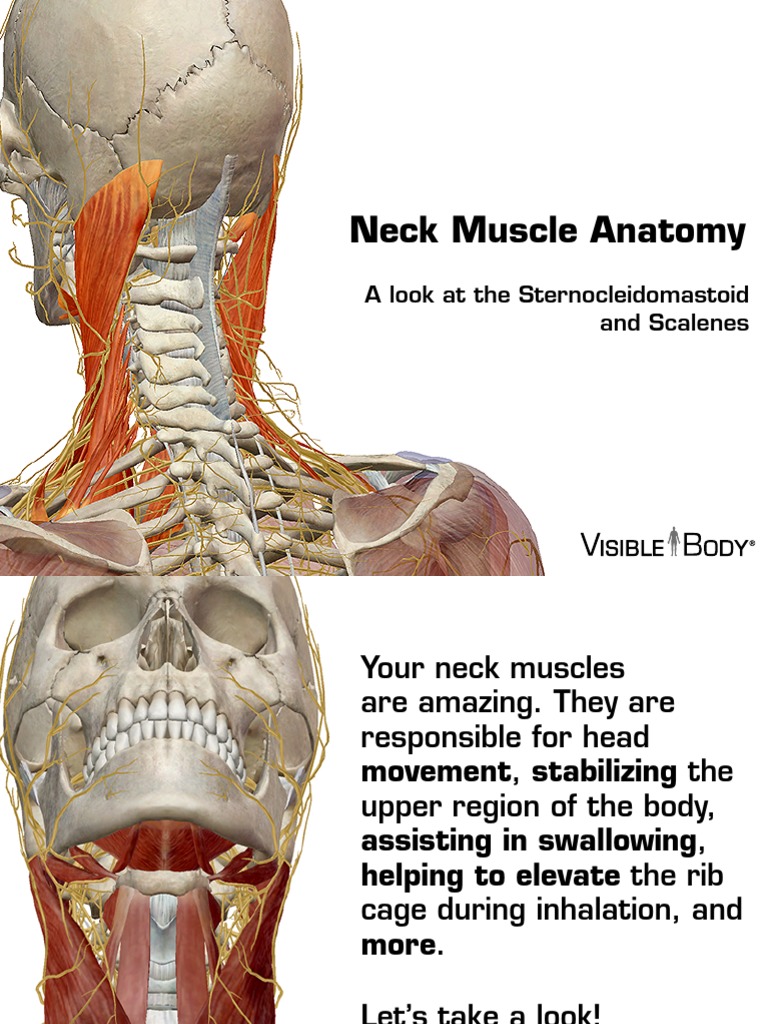 Neck Muscles 030614 | Neck | Anatomical Terms Of Location
