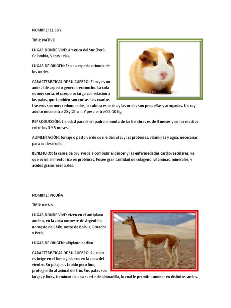 Animales Nativos y Del Peru
