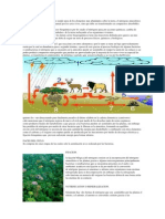 (Ingeniería Ambiental) Ciclo Del Nitrógeno