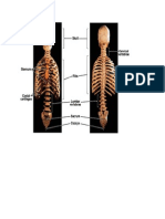 anatomi muskuloskeletal