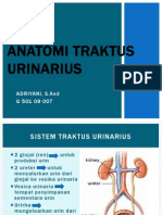 Anatomi Traktus Urinarius