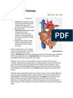 Cara Kerja Jantung