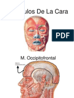 Musculos de La Cara