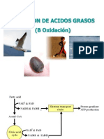 Oxidacion de Acidos Grasos