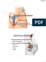 Genitalia Feminina