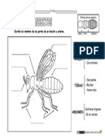 Animales Invertebrados Partes de Un Insecto