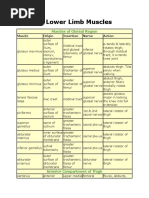 Lower Limb Muscles