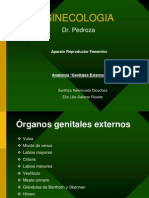 Genitales Externos - Ginecologia