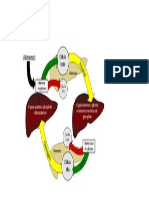 Balanço Da Glicose