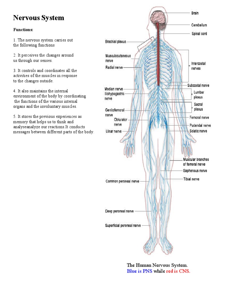 Nervous System | PDF | Nervous System | Autonomic Nervous System