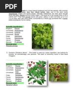 Download Contoh Dari Flora Australis by ChantoniSitumorang SN238749894 doc pdf
