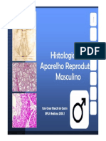 Histologia Do Sistema Reprodutor Masculino