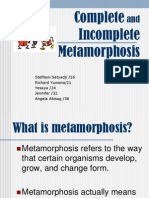 Metamorphosis PowerPoint