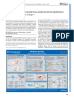 2014 REVIEW Adult Neurogenesis Mechanisms and Functional Significance