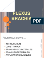 Plexus Brachial