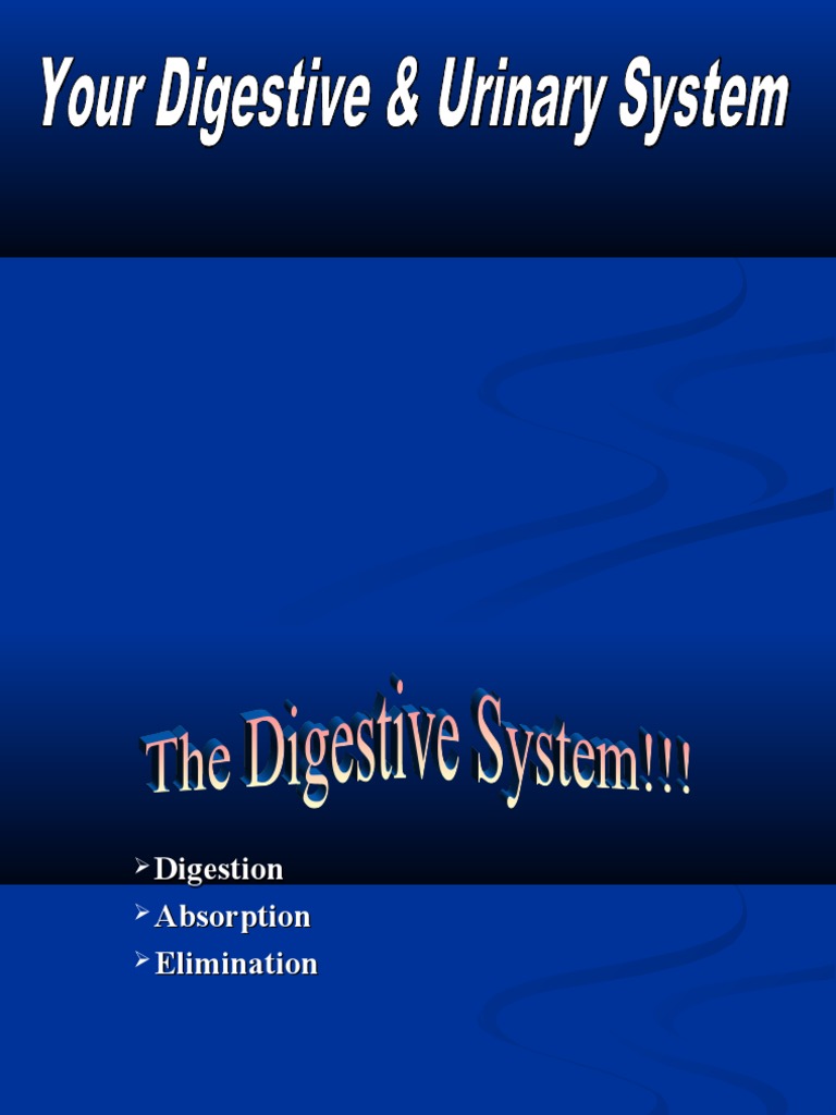 Digestive System Powerpoint PDF Digestion Human Digestive System