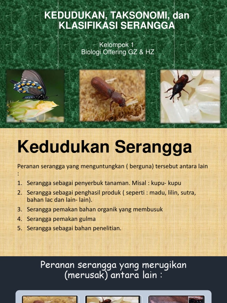 Klasifikasi Serangga Klasifikasi Serangga