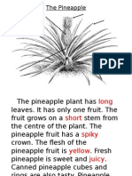 The Pineapple