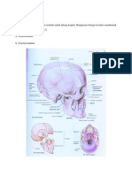 Anatomi Skull