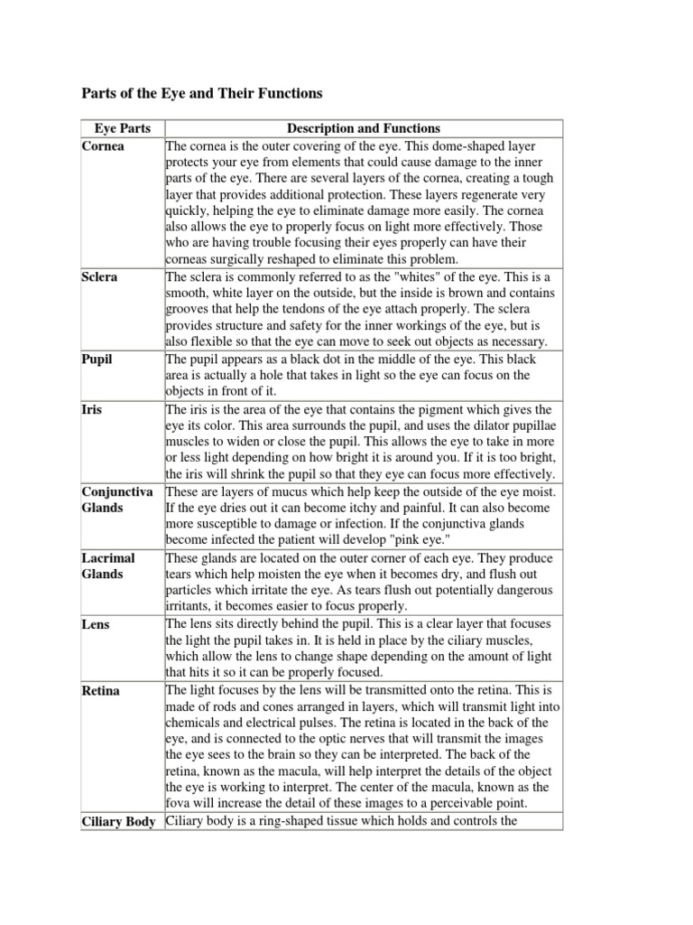 Parts of The Eye and Their Functions | PDF | Eye | Human Eye