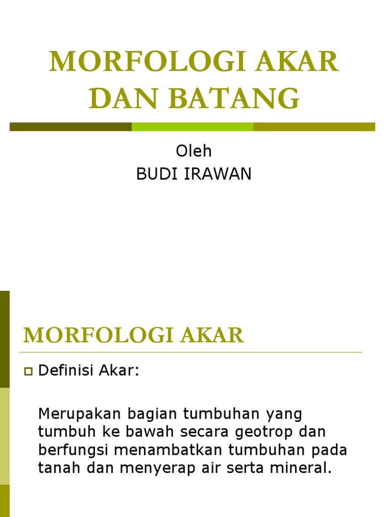 Morfologi Akar Batang Ppt