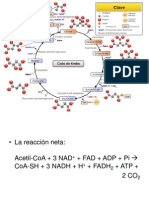 Ciclo de Krebs