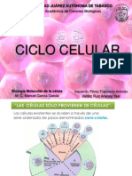Ciclo Celular Presentacion
