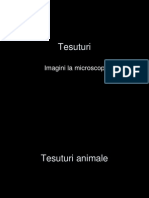 Tesuturi Animale