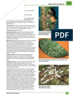 Eunoymus Scale Insect