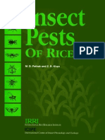 Insect Pests of Rice