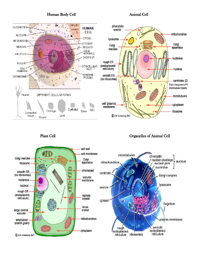 Overview of Human, Animal, and Plant Cells | PDF
