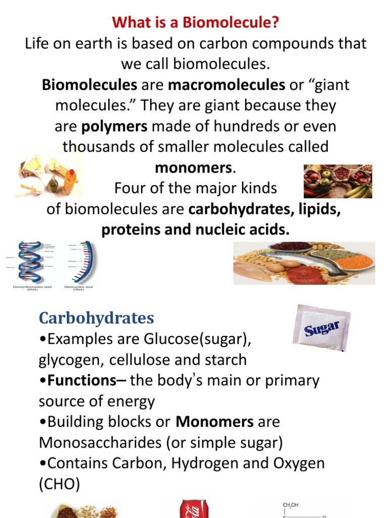 Biomolecules Station Review PDF