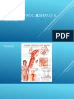 Organ Reproduksi Male & Female