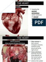 Circulatory System (1)